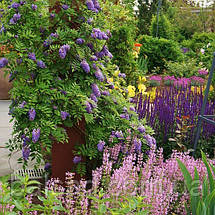Гліцинія Лонгвуд Пурпл / h 160-180 / Wisteria Longwood Purple, фото 5