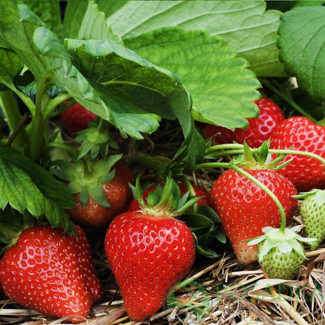 Розсада фріго полуниці "Альба", клас А+ (рання)