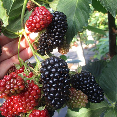 Ожина Вождь Джозеф в контейнері, 1 років.