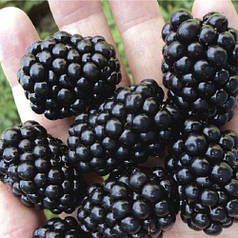 Саджанці ожини Честер, 2 років (C3)