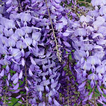 Гліцинія Блю Мун / h 100-120 / Wisteria macrostachya Blue Moon, фото 3