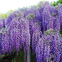 Гліцинія Блю Мун / h 100-120 / Wisteria macrostachya Blue Moon, фото 2