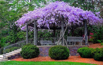 Гліцинія Блю Мун / h 100-120 / Wisteria macrostachya Blue Moon, фото 3