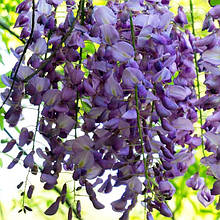 Гліцинія японська Роял Пурпл / h 70-100 / Wisteria Royal Purple