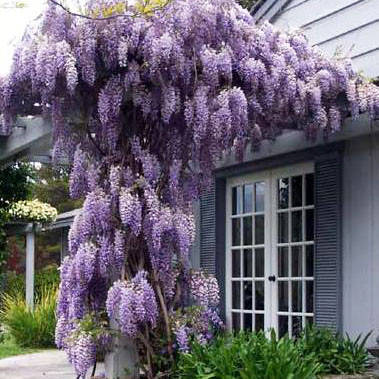 Гліцинія японська Роял Пурпл / h 70-100 / Wisteria Royal Purple, фото 2
