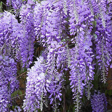 Гліцинія японська Роял Пурпл / h 70-100 / Wisteria Royal Purple, фото 3