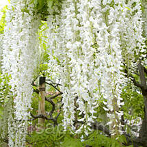 Гліцинія китайська Техас Вайт / h 70-100 / Wisteria Texas White, фото 3