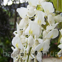 Гліцинія китайська Техас Вайт / h 70-100 / Wisteria Texas White, фото 4