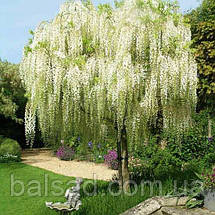 Гліцинія китайська Техас Вайт / h 70-100 / Wisteria Texas White, фото 5