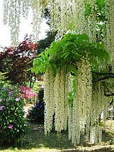 Гліцинія китайська Техас Вайт / h 70-100 / Wisteria Texas White, фото 6