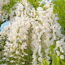 Гліцинія китайська Техас Вайт / h 70-100 / Wisteria Texas White