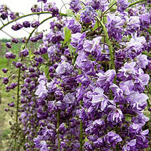 Гліцинія японська Віолацеа Плена / С5 / h 130 / Violacea Plena, фото 2