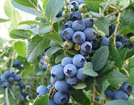 Лохина високоросла Sierra 3 річна (середньоранній сорт), Голубика высокорослая Сиерра, Vaccinium corymbosum, фото 3