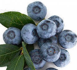 Лохина високоросла Sierra 3 річна (середньоранній сорт), Голубика высокорослая Сиерра, Vaccinium corymbosum, фото 5