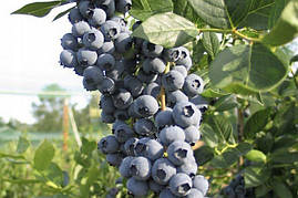 Лохина високоросла Sierra 3 річна (середньоранній сорт), Голубика высокорослая Сиерра, Vaccinium corymbosum, фото 2