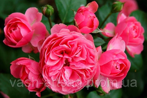 Єва - (Starlet Rose Eva), фото 1