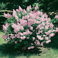 Саджанець Бузок Вогні Донбасу