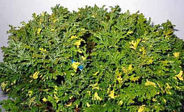 Кипарисовик горохоплідний Nana Aureovariegata 3 річний, Кипарисовик горохоплідний Нана Ауреоваріегата, фото 3