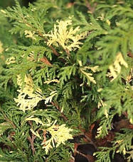 Кипарисовик горохоплідний Nana Aureovariegata 3 річний, Кипарисовик горохоплідний Нана Ауреоваріегата, фото 6