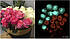 Світна фарба для квітів Acmelight 20 мл, фото 10