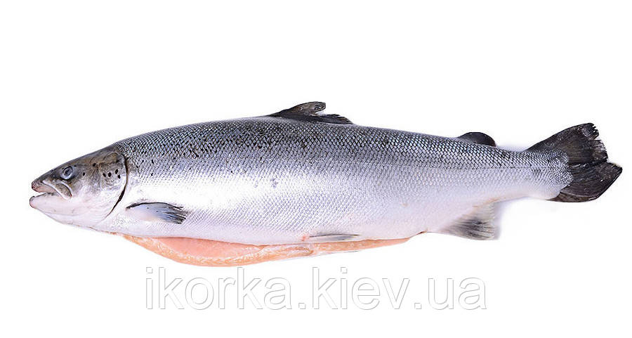 Форель 4 - 5 кг