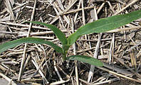 Технологія вирощування кукурудзи за системами no-till і strip-till