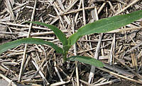 Технологія вирощування кукурудзи за системами no-till і strip-till