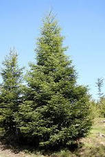 Ялиця Біла 2 річна, Abies alba, фото 4
