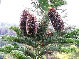 Ялиця Біла 2 річна, Abies alba, фото 3