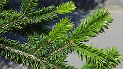 Ялиця Біла 2 річна, Abies alba, фото 6