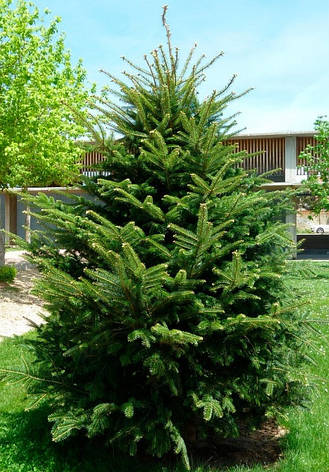 Ялиця Біла 2 річна, Abies alba, фото 1