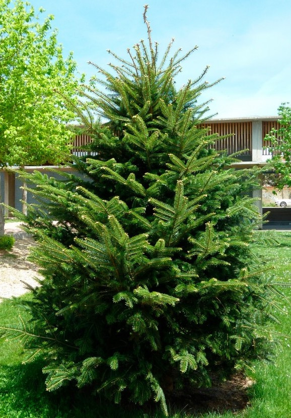 Ялиця Біла 4 річна, Ялиця Біла, Abies alba