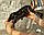 Хлопчик бенгал, ін. 06.11.2020. Бенгальські кошенята з розплідника Royal Cats. Україна, Київ, фото 6