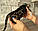 Дівчинка бенгал, ін. 28.10.2020. Бенгальські кошенята з розплідника Royal Cats. Україна, Київ, фото 4