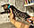 Дівчинка бенгал, ін. 28.10.2020. Бенгальські кошенята з розплідника Royal Cats. Україна, Київ, фото 7
