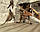 Дівчинка бенгал, ін. 28.10.2020. Бенгальські кошенята з розплідника Royal Cats. Україна, Київ, фото 2