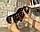 Дівчинка бенгал, ін. 28.10.2020. Бенгальські кошенята з розплідника Royal Cats. Україна, Київ, фото 9