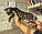 Дівчинка бенгал, ін. 28.10.2020. Бенгальські кошенята з розплідника Royal Cats. Україна, Київ, фото 5