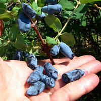 Жимолость їстівна Усульга