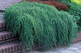 Тсуга канадська Cole's Prostrate 4 річна, Тсуга канадська Колес Прострейт, Tsuga canadensis Cole's Prostrate, фото 4