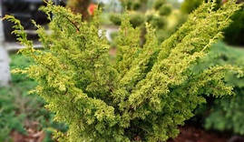 Ялівець китайський Plumosa Aurea 2 річний, Можжевельник китайский Плюмоза Ауреа, Juniperus chinensis Plumosa, фото 4