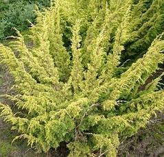 Ялівець китайський Plumosa Aurea 2 річний, Можжевельник китайский Плюмоза Ауреа, Juniperus chinensis Plumosa, фото 6