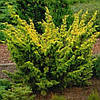 Ялівець китайський Plumosa Aurea 3 річний, Ялівець китайський Плюмоза Ауреа, Juniperus chinensis Plumosa, фото 7