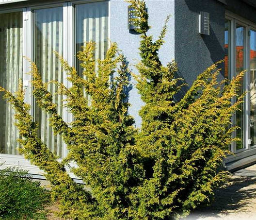 Ялівець китайський Plumosa Aurea 2 річний, Можжевельник китайский Плюмоза Ауреа, Juniperus chinensis Plumosa, фото 1