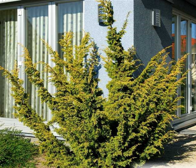 Ялівець китайський Plumosa Aurea 3 річний, Ялівець китайський Плюмоза Ауреа, Juniperus chinensis Plumosa