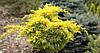 Ялівець китайський Plumosa Aurea 3 річний, Ялівець китайський Плюмоза Ауреа, Juniperus chinensis Plumosa, фото 10