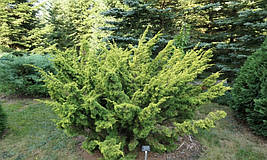 Ялівець китайський Plumosa Aurea 2 річний, Можжевельник китайский Плюмоза Ауреа, Juniperus chinensis Plumosa, фото 3