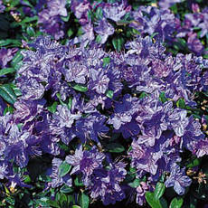 Рододендрон Августина Aquamarin 3 річний, Рододендрон Августина Аквамарин, Rhododendron augustinii Aquamarin, фото 5