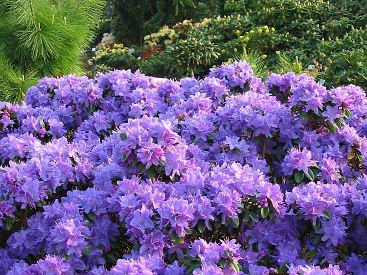 Рододендрон Августина Aquamarin 3 річний, Рододендрон Августина Аквамарин, Rhododendron augustinii Aquamarin