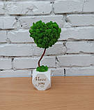 Ніжний і символічний топіарій, крона якого виконана у формі серця зі стабілізованого моху — це чудовий подарунок для закоханих! Жи, фото 2